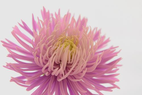 Kirei - Manualidades Japonesas - Modelado de flores - Curso manualidades Barcelona