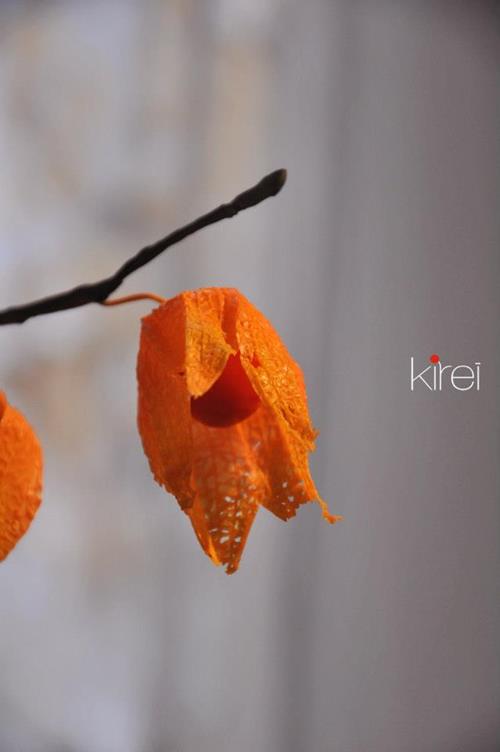 Kirei - Manualidades Japonesas - Modelado de flores - Curso manualidades Barcelona